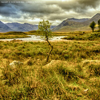 Buy canvas prints of Scottish Moorland Masterpiece  by Derek Daniel