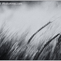 Buy canvas prints of Dancing Barley Field by Derek Daniel