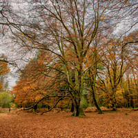 Buy canvas prints of A walk in The New Forest by Derek Daniel