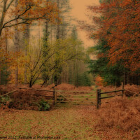 Buy canvas prints of Autumn Forest Scene by Derek Daniel