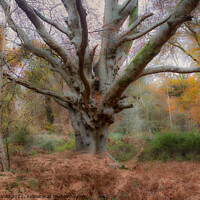 Buy canvas prints of Autumn Forest Scene by Derek Daniel
