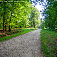Buy canvas prints of A walk through the New Forest by Derek Daniel
