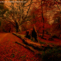 Buy canvas prints of Enchanted Autumn Forest by Derek Daniel
