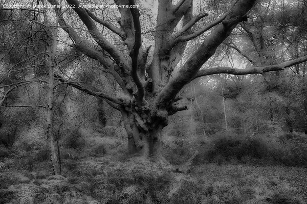 Autumn Forest Scene (mono) Picture Board by Derek Daniel