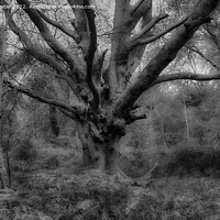 Buy canvas prints of Autumn Forest Scene (mono) by Derek Daniel