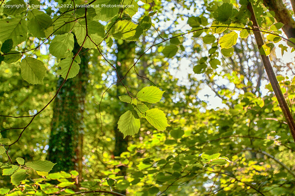 backlit leaves Picture Board by Derek Daniel