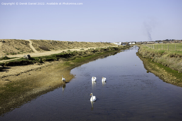 Swans, Sturt Pond Picture Board by Derek Daniel