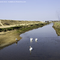 Buy canvas prints of Swans, Sturt Pond by Derek Daniel