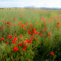 Buy canvas prints of Impressionistic Field of Poppies  (panoramic) by Derek Daniel