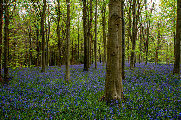 Bluebell Woods Picture Board by Derek Daniel