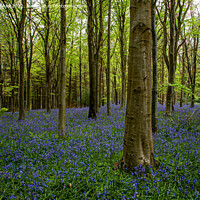 Buy canvas prints of Bluebell Woods by Derek Daniel