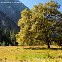 Buy canvas prints of Yosemite Valley, California by Derek Daniel