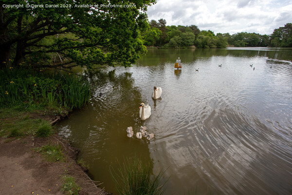 Swans and Signets Picture Board by Derek Daniel