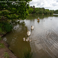 Buy canvas prints of Swans and Signets by Derek Daniel