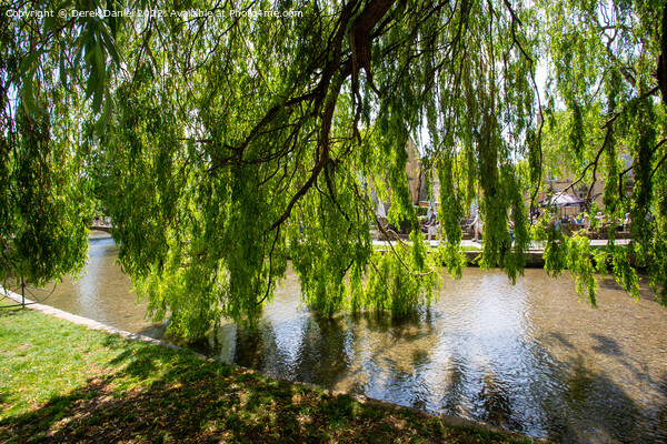 Willow Tree, Bourton-On-The-Water Picture Board by Derek Daniel