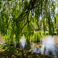 Buy canvas prints of Willow Tree, Bourton-On-The-Water by Derek Daniel