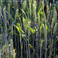 Buy canvas prints of Field of Barley by Derek Daniel