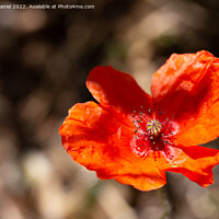 Buy canvas prints of Soft and Vibrant Red Poppy by Derek Daniel