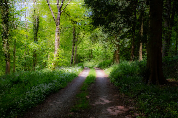 A Walk Through A Mystical Woods Picture Board by Derek Daniel