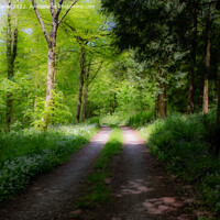 Buy canvas prints of A Walk Through A Mystical Woods by Derek Daniel