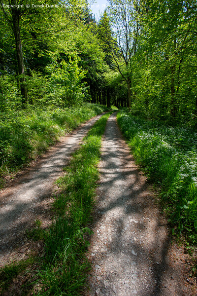 A Walk Through The Forest Picture Board by Derek Daniel