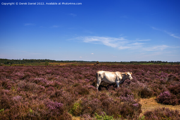 White Cow standing in a field of Purple Heather Picture Board by Derek Daniel