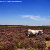 Buy canvas prints of White Cow standing in a field of Purple Heather by Derek Daniel