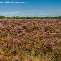 Buy canvas prints of  A field of Purple Heather by Derek Daniel