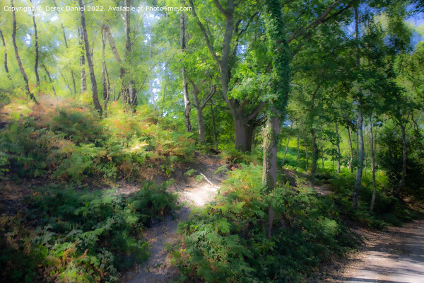Pathway through the mystical forest Picture Board by Derek Daniel