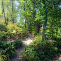 Buy canvas prints of Pathway through the mystical forest by Derek Daniel
