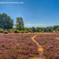 Buy canvas prints of Purple Heather on Rockford Common by Derek Daniel