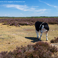 Buy canvas prints of Black and White Cow standing in a field of Purple Heather by Derek Daniel