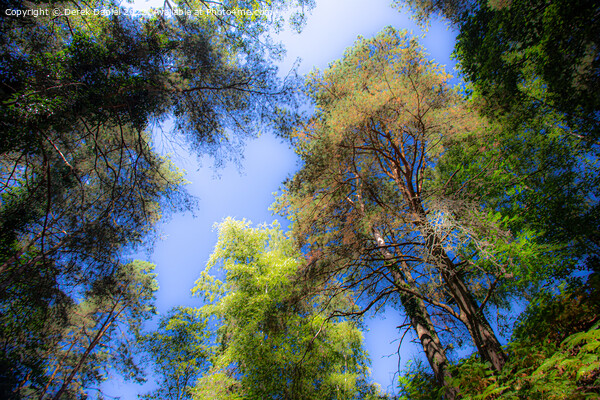 Looking Up Into The Trees Picture Board by Derek Daniel