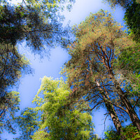 Buy canvas prints of Looking Up Into The Trees by Derek Daniel