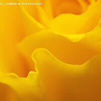 Buy canvas prints of Radiant Yellow Rose by Derek Daniel