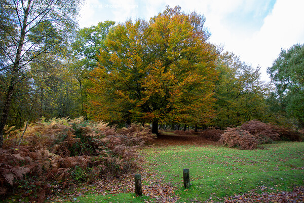 Autumn in the forest Picture Board by Derek Daniel