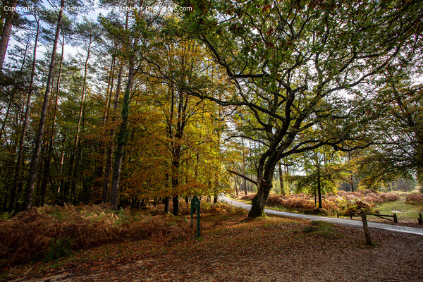 Autumn in the forest Picture Board by Derek Daniel