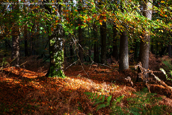 Enchanted Autumn Woods Picture Board by Derek Daniel