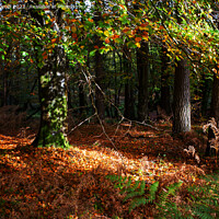 Buy canvas prints of Enchanted Autumn Woods by Derek Daniel