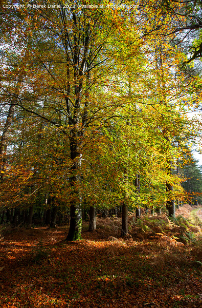 Enchanting Autumn Woodland Scene Picture Board by Derek Daniel