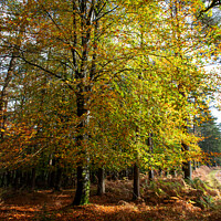 Buy canvas prints of Enchanting Autumn Woodland Scene by Derek Daniel