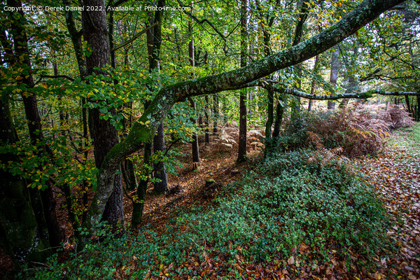 Majestic Autumn Forest Picture Board by Derek Daniel