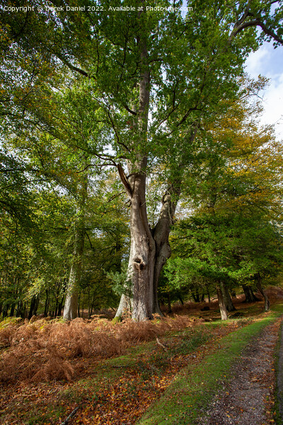 Enchanted Autumn Woodland Picture Board by Derek Daniel