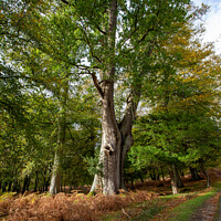 Buy canvas prints of Enchanted Autumn Woodland by Derek Daniel
