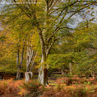 Buy canvas prints of Serene Autumn Woodland by Derek Daniel