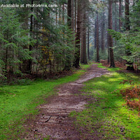 Buy canvas prints of Enchanting Forest Trail by Derek Daniel