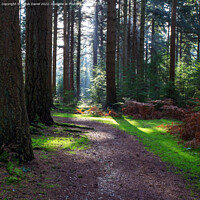 Buy canvas prints of Enchanting Autumn Forest Trail by Derek Daniel