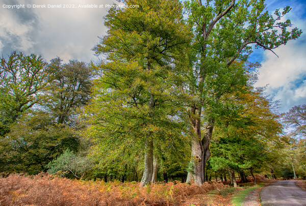 Enchanting Autumn Woods Picture Board by Derek Daniel