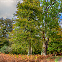 Buy canvas prints of Enchanting Autumn Woods by Derek Daniel