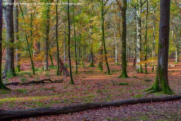 Beautiful Autumn Forest Scenery  Picture Board by Derek Daniel